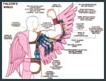 Falcon's Wings